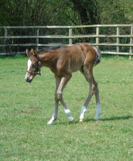 2022 colt by Showcasing